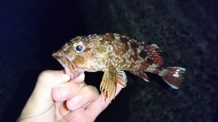 メバリング…メバルはどこに