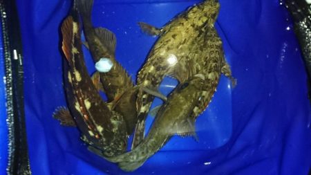 メバル!…よりガシラかな。