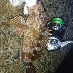 もはやガシリング。