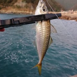 ショートアジング