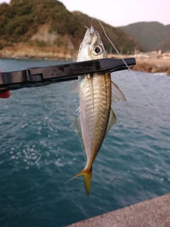 ショートアジング