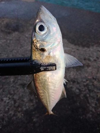 ショートアジング2