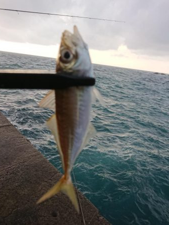 ショートアジング3