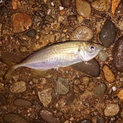 地合いに入れ食い