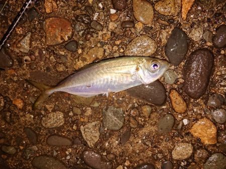 地合いに入れ食い