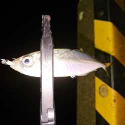 地合いに入れ食い