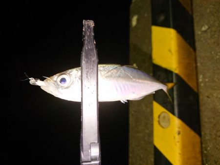 地合いに入れ食い