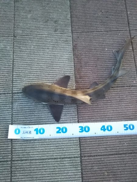 水温が低くなってきましたね