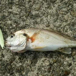 青物不発でなんとかタチウオゲット