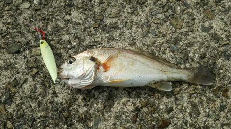 青物不発でなんとかタチウオゲット