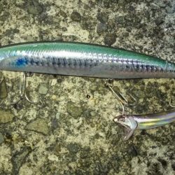 なんとかタチウオゲットなるもナブラ打ち不発