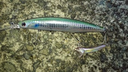 なんとかタチウオゲットなるもナブラ打ち不発