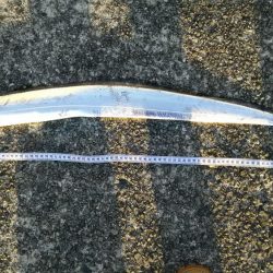 渋い中でハマチ、タチウオ