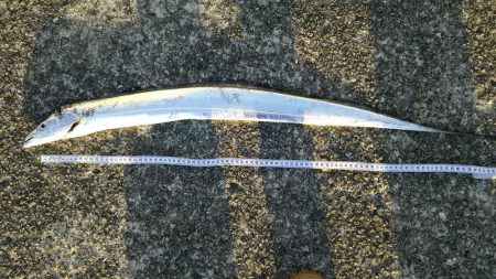 渋い中でハマチ、タチウオ