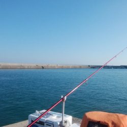 久々の淡路へ落ちギス調査