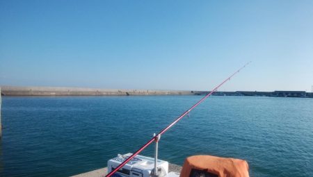 久々の淡路へ落ちギス調査