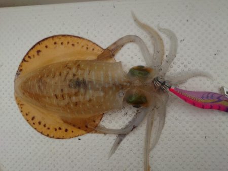 ボートエギング３