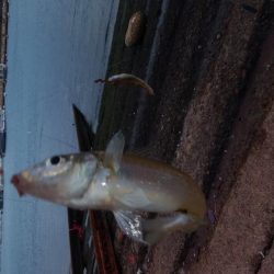 シーズン初のカレイが釣れました