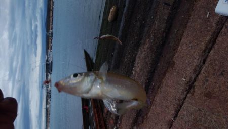 シーズン初のカレイが釣れました