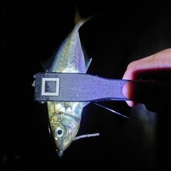 イカは諦めアジを釣る！