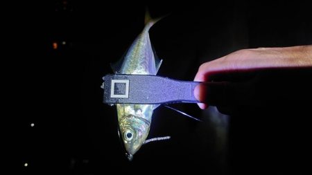 イカは諦めアジを釣る！