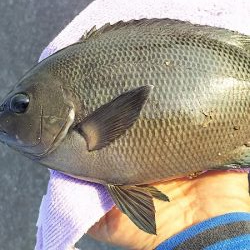 昨日の復習。チヌ釣りのはずが見えるサヨリを釣ってたら・・・