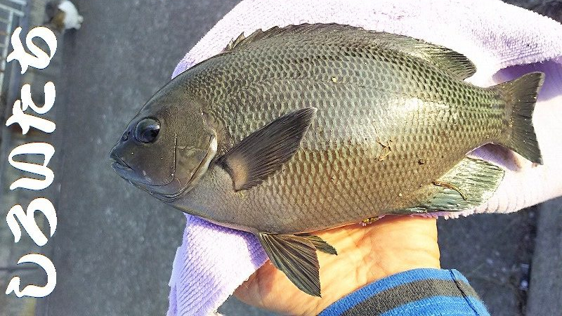 昨日の復習。チヌ釣りのはずが見えるサヨリを釣ってたら・・・