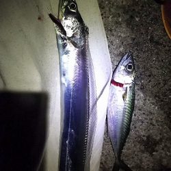 今週も２２時からでタチウオ１４匹でした。