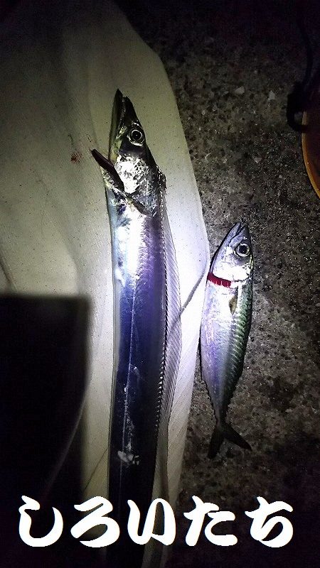 今週も２２時からでタチウオ１４匹でした。