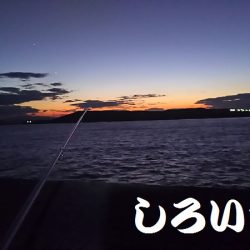 今日も、チヌの顔を見れました。風強かったけど