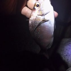 タチウオいない？アジ釣りに変更。