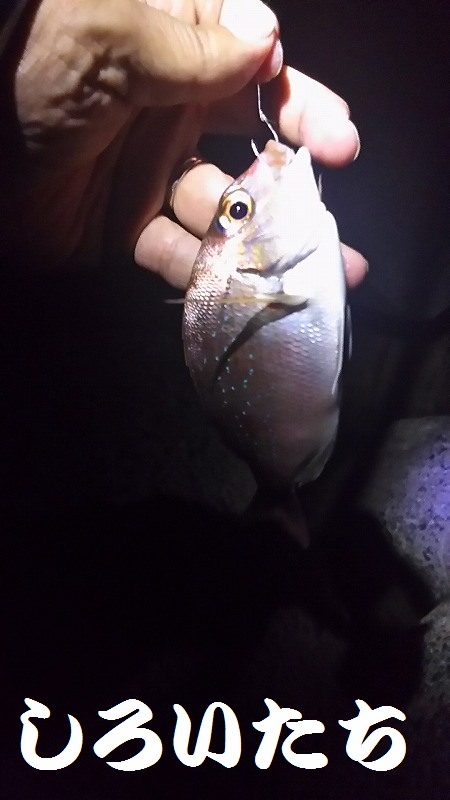 タチウオいない？アジ釣りに変更。