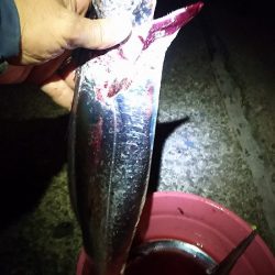 妻と久しぶりのタチウオ釣り、今年はデカイの多い。