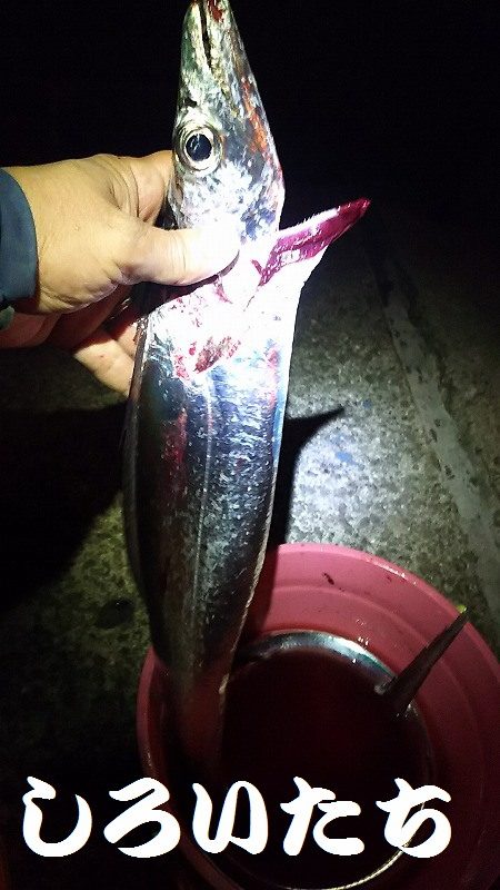 妻と久しぶりのタチウオ釣り、今年はデカイの多い。