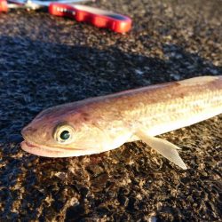 アコウ、カワハギ、エソ、アジ多数、エギングは不発