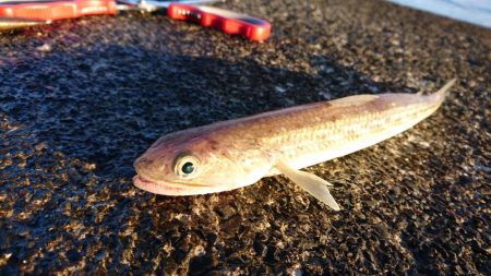 アコウ、カワハギ、エソ、アジ多数、エギングは不発