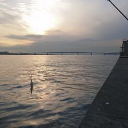 ウグイ飲ませでガシラのみ、サビキでもアジ釣れず貧果