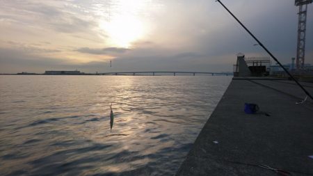 ウグイ飲ませでガシラのみ、サビキでもアジ釣れず貧果