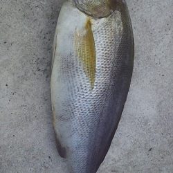 ライトジギングで初釣果