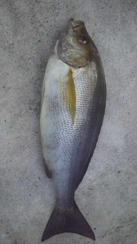 ライトジギングで初釣果