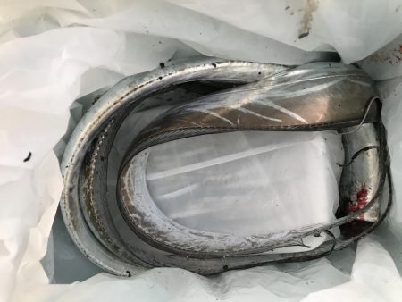 釣り日和に限って。