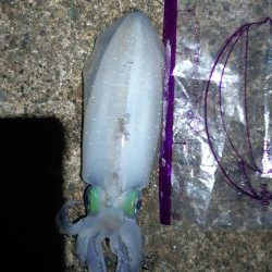 イカの気持ち５