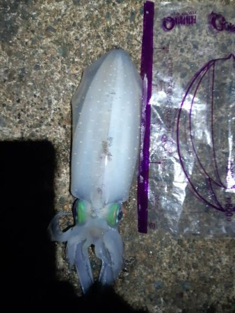 イカの気持ち５