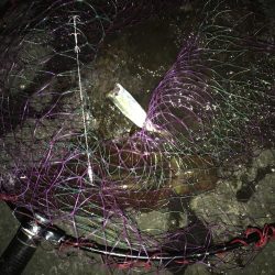 ヤエン秋イカ爆釣　型は中〜小