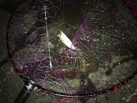 ヤエン秋イカ爆釣　型は中〜小