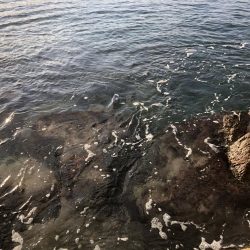 イカさんお留守