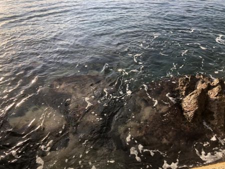 イカさんお留守