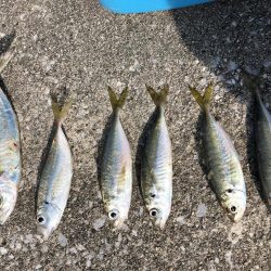 青物当たり連発