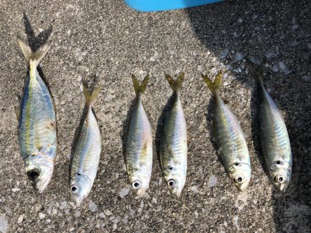 青物当たり連発