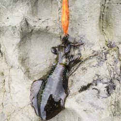 サイズアップならず…